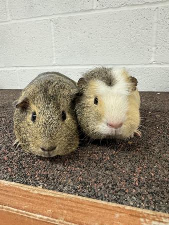 Image 2 of Gorgeous Baby Guinea Pigs!