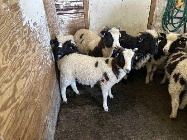 Image 3 of Pedigree Registered Jacob Ewe lambs