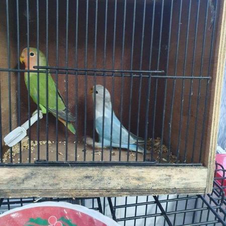 Image 2 of Rosy face( peach face) young lovebirds semi tame available