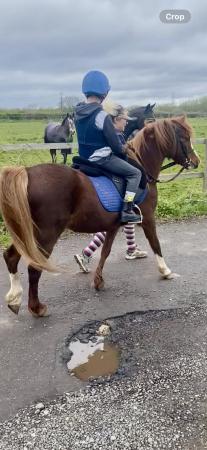 Image 3 of 12h reg welsh mare for loan