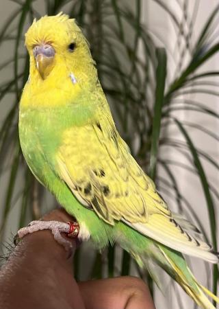 Image 14 of Hand Tame Baby Budgie Parakeets