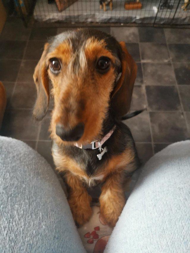 Preview of the first image of I have a stunning female dachshund for sale..