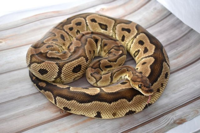 Image 5 of Adult Royal Pythons - For Sale
