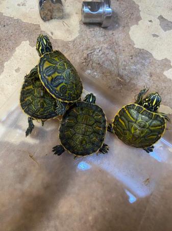 Image 4 of Baby Red bellied cooters £45 Each