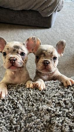 Image 51 of French bulldog Puppys quality litter PP avail