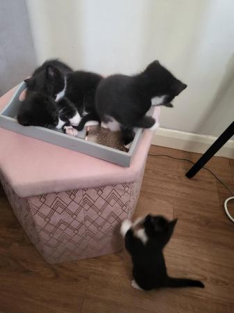 Image 3 of *both reserved now*Tuxedo kittens for sale