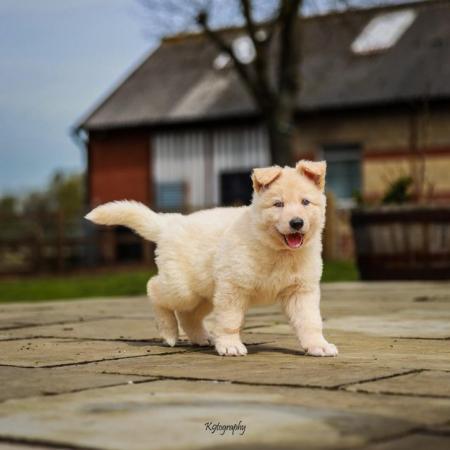 Image 3 of White GSD Puppies for sale