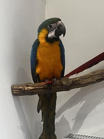 Image 1 of ??Adorable Baby Blue and Gold Macaw for Sale!??