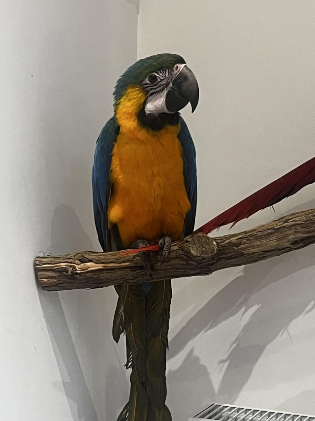 Preview of the first image of ??Adorable Baby Blue and Gold Macaw for Sale!??.