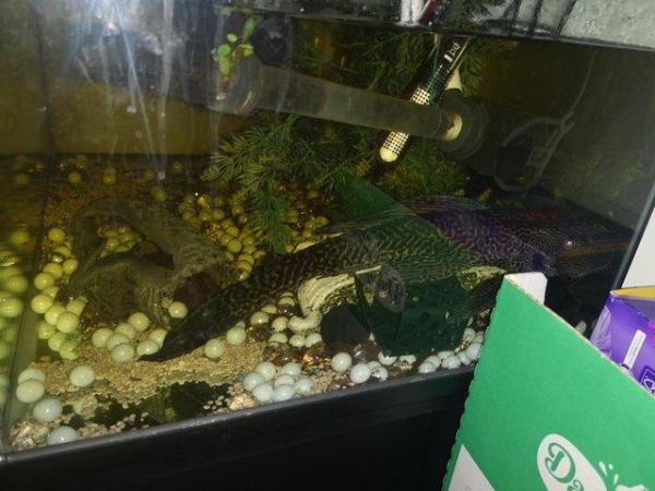 Image 3 of Fish (plecostomus) and Fish Tanks