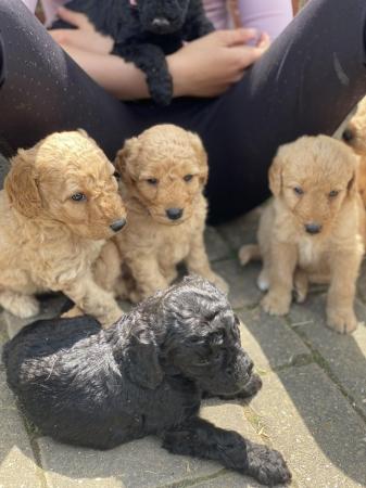 Image 12 of F2 miniature Labradoodles looking for homes