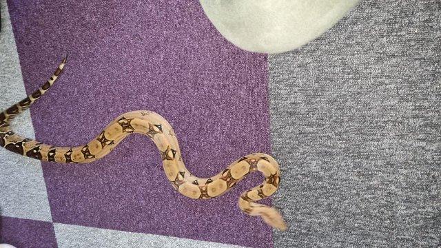 Image 3 of Red tail boa for sale :) :) :)