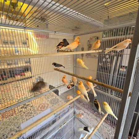 Image 12 of Beautiful healthy canaries and zebra finches for sale