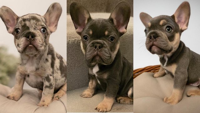Preview of the first image of Ready to leaveKC French Bulldog puppies.