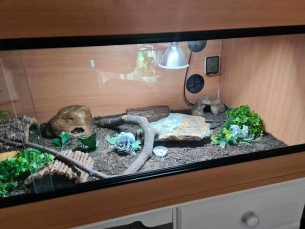 Image 1 of 1 year old male leopard gecko, full setup also available