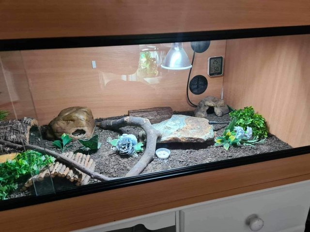 Preview of the first image of 1 year old male leopard gecko with full setup.
