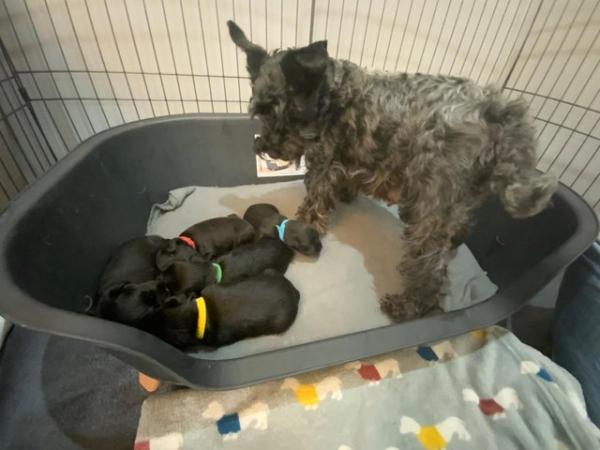 Image 1 of Miniature Schnauzer Beauties Available