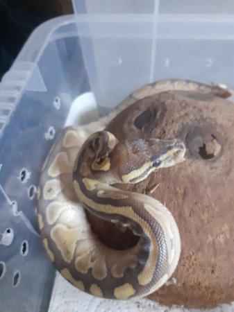 Image 1 of lessers royal python snakes