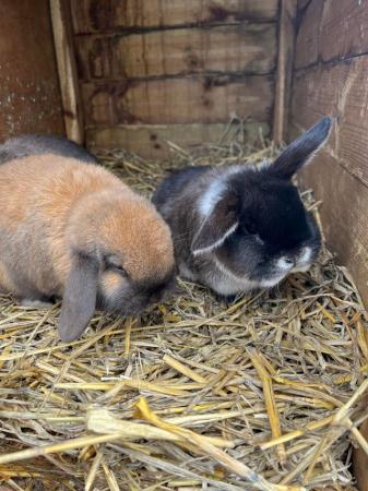 Image 3 of 4 baby rabbits for sale. 1 sooty 3 martinsable