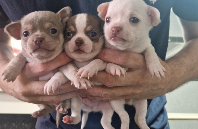 Image 5 of Pure breed Chihuahua puppies (All found new homes)