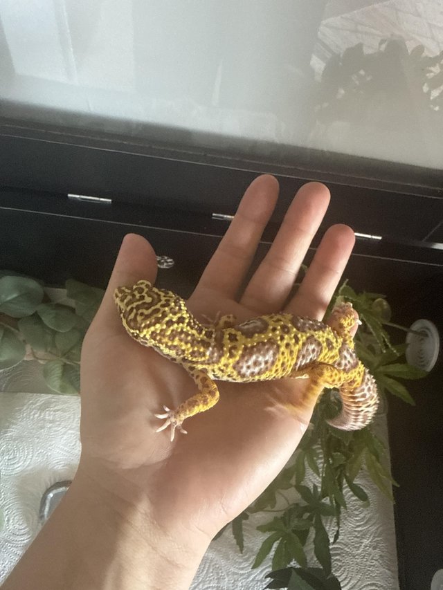 1 year old unsexed leopard jungle gecko — photo 3 of 4