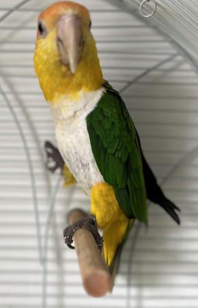 Image 4 of Semi Tame Yellow Tighed Caique Parrot and cage