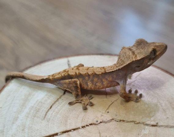 Image 5 of CB23 - Harlequin Crested Gecko x2
