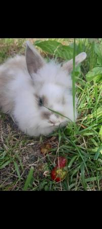Image 15 of Lionhead with mini lop, 9 weeks old beautiful friendly baby