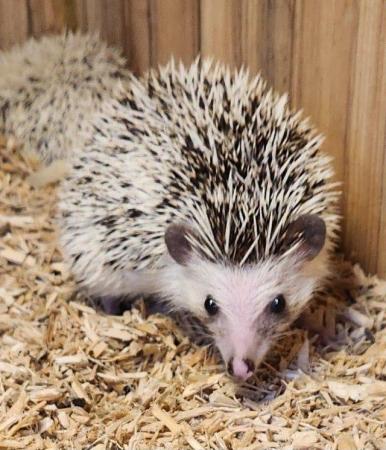 Image 6 of CUTE BABY AFRICAN PYGMY HEDGEHOGS