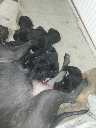 Image 11 of 7 week old Cane corso puppies