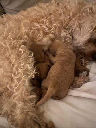 Image 4 of Gorgeous red/apricot cavapoo puppies VIEWING NOW!