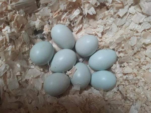 Image 1 of Cream Legbar Hatching Eggs