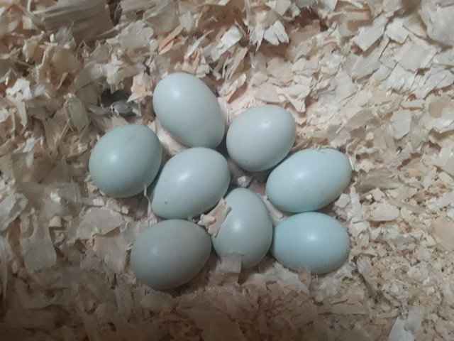 Preview of the first image of Cream Legbar Hatching Eggs.