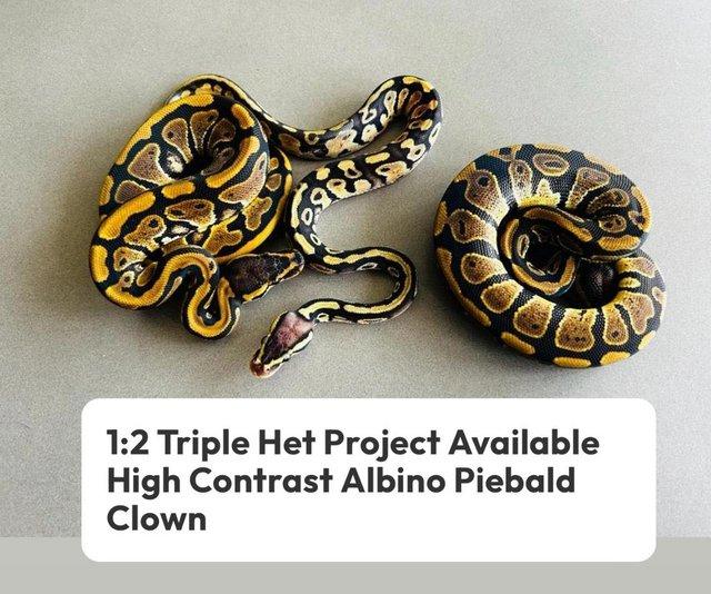 Preview of the first image of PythonClown PiedHighContrastAlbinohypoBreedingGroup.