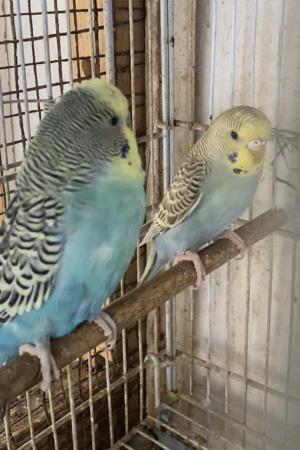 Image 5 of Quick Breeding Pair of budgie