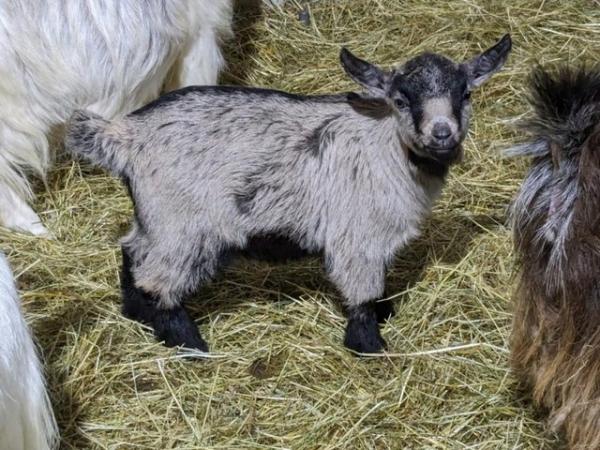 Image 3 of Pygmy Goat Kids For Sale