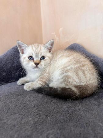 Image 1 of British Shorthair colourpoint kittens READY NOW