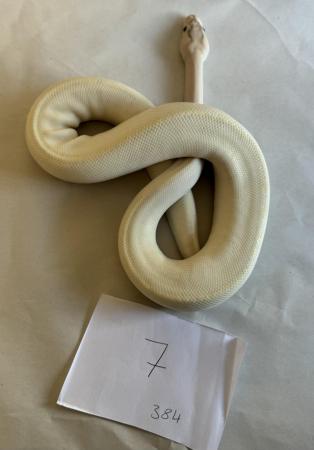 Image 23 of Ball pythons, selling whole collection plus vivs