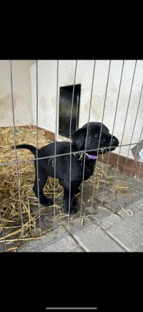 Image 3 of 10 week old Labrador -Belgian shepherd cross pups