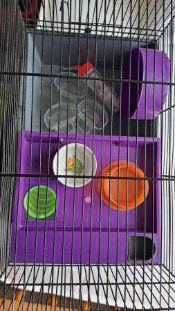 Image 3 of Hamster cage with accessories and feeders