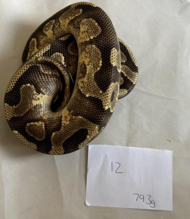 Image 21 of Ball pythons, selling whole collection plus vivs