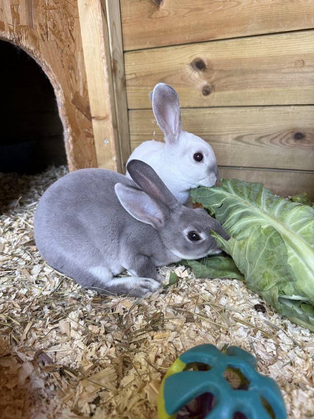Beautiful mini Rex rabbits for sale — photo 3 of 4