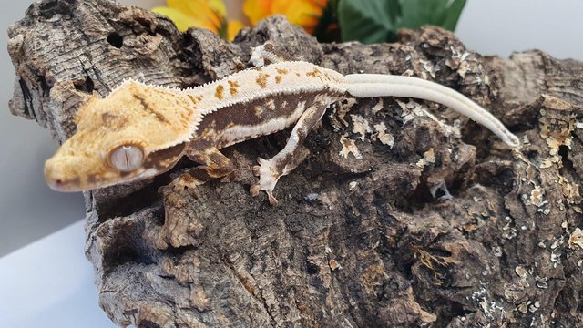 Image 1 of Stunning Lilly white Crested gecko