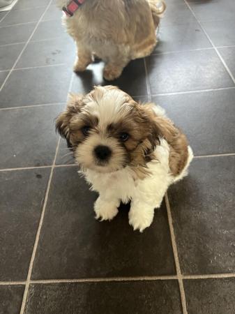 Image 26 of Beautiful Teddy Bear puppies only 2 Boys available
