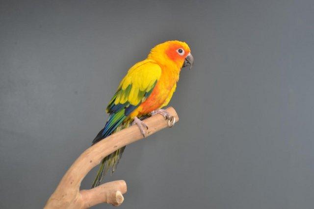 Image 3 of Baby Sun conures for sale,19