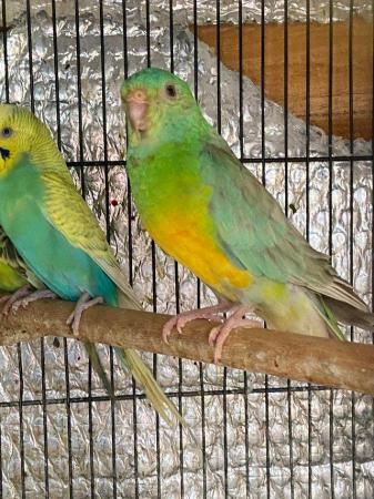 Image 2 of Red rump parakeets now available pairs and males