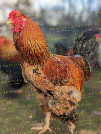 Image 5 of Braham Cockerel available Age 12 months