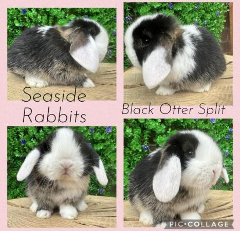 Image 7 of Stunning mini lops available to reserve