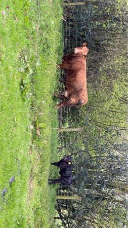 Image 1 of Dexter cows and calves for sale