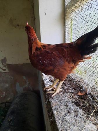 Image 2 of Pretty Black tail Cockerel for sale